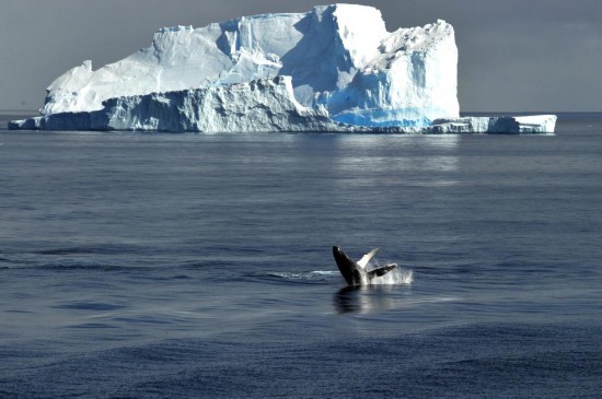 一只鲸鱼在罗斯海的一座冰山脚下露出海面。新华社记者 张建松 摄